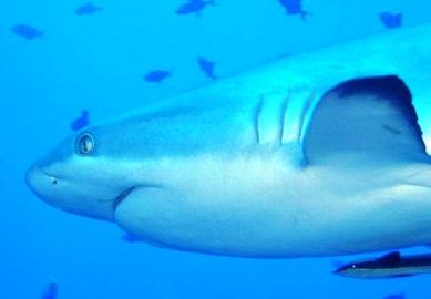 Genuine gill slits on a grey reef shark